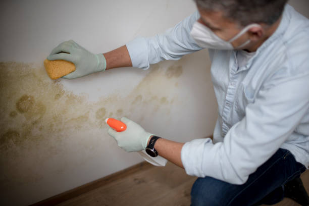 Best Commercial Mold Remediation in Fairless Hills, PA